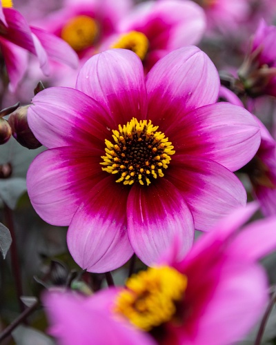 DAHLIA WISHES N' DREAMS 10 kusov